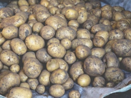 Картопля дрібна, є 3 мішка