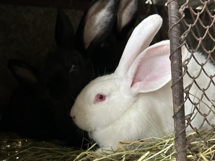 Кролики 3 місяці