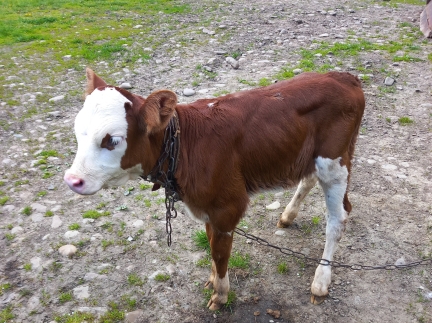 Продаю Теличку