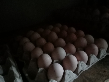 Кури яйця квочки