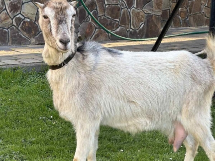 Коза дійна   .