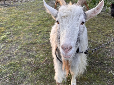 Коза тільна 3 місяці