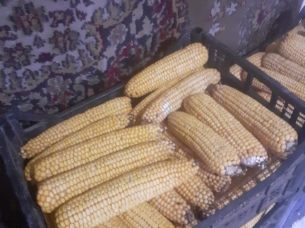 Зерно кукурудзи .