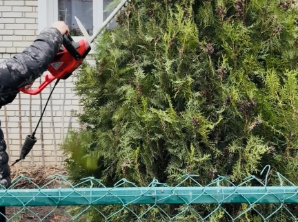 Обстригання та чищення туй