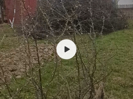 Гілля дерев плодових