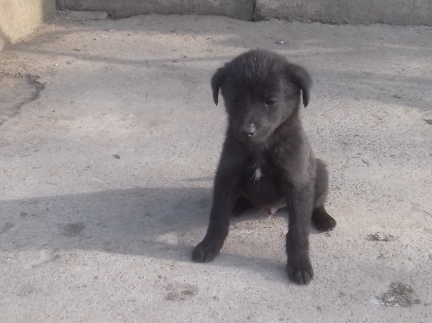 Віддам цуценят