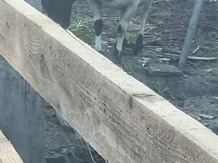 Вівців породистих