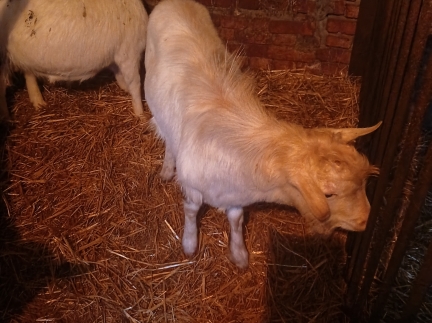 Кози, козенята, цапки