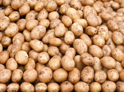 Картопля домашня