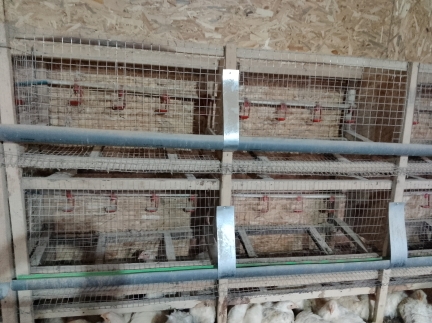 Клітки для кур несучок