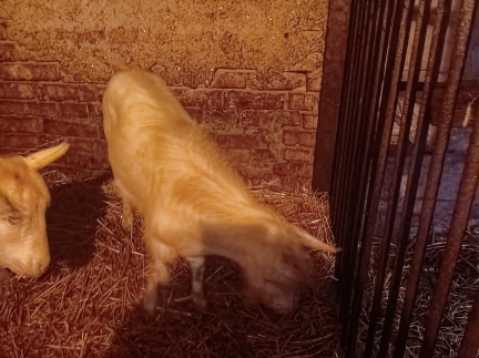 Цапи річні 2 штуки