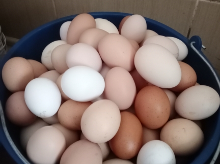 Яйця домашніх КУРЕЙ