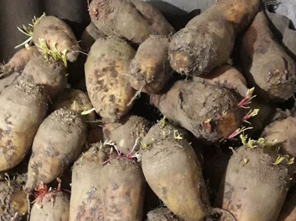 Кормовий буряк