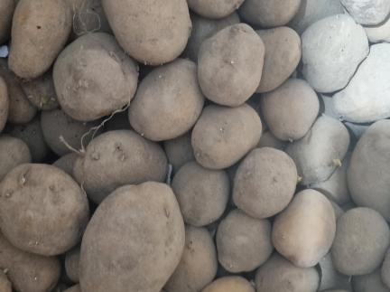 Картопля домашня велика і дрібна