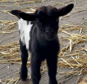 Козенятко віддам