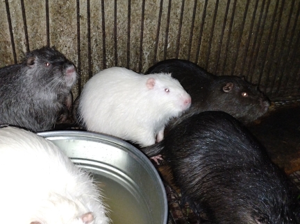 Нутріїї самочки та самці