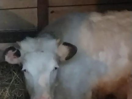 Теличка від доброї худоби