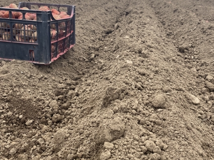 Насіннєва картопля