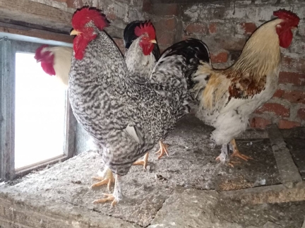 Півні домашні молоді