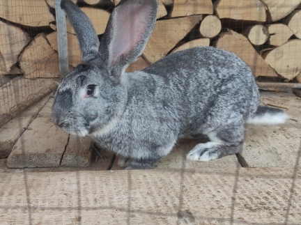 Самка кроля шиншила європейська