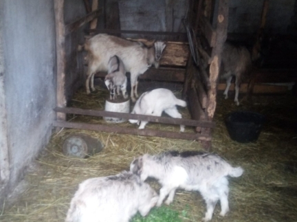 Малі козенята і цапок