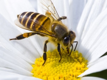 Бджолопакети