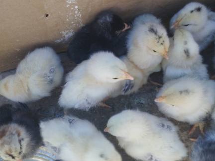 Курчата  віком 5днів