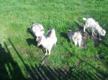 Малі козенята