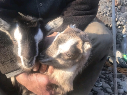 Продам козенята