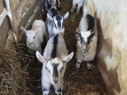 Козенята 2міс.дубравка