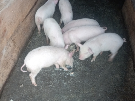 Поросята