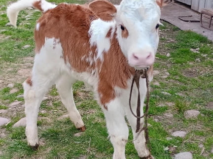 Теля (теличка)