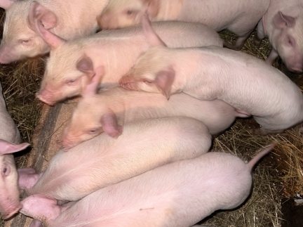 Поросята домашнього годування