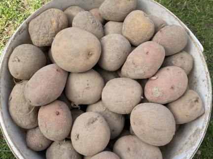 Насінневу картоплю