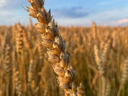 Пшеницю і кукурудзу