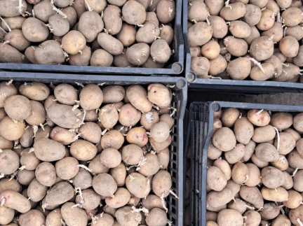 Картопля домашня