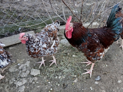 Лівенська ситцева