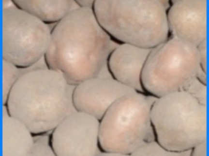 Бульба домашня