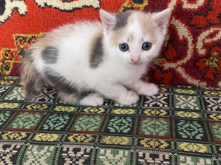 Кошенята вік 1,5 місяців