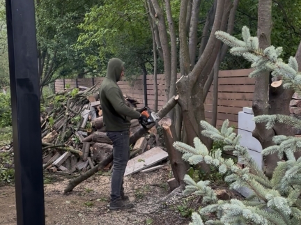 🌳 Обрізка дерев та пересадка рослин 🌳