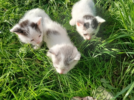 Кошенята 1 місяць