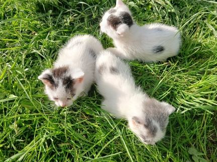 Кошенята 1 місяць