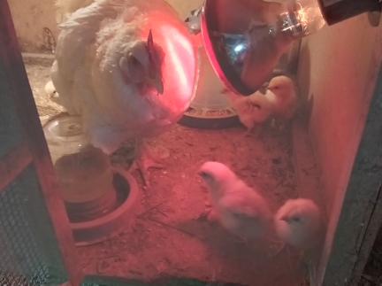 Квочку з курчатами кури