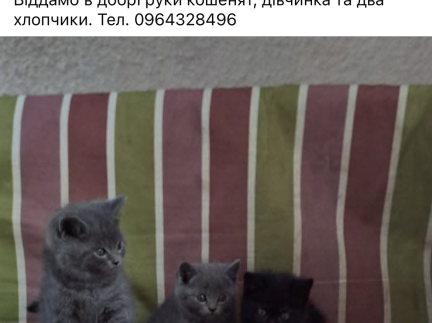 Мої наймиліші улюбленці