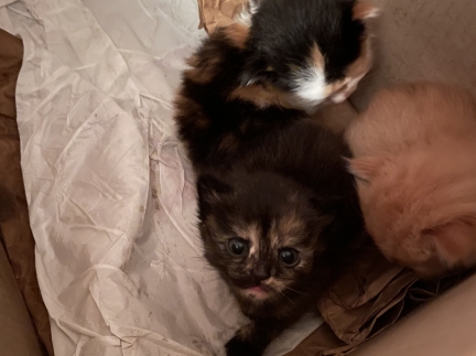 Котики в добрі руки