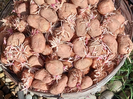 Картопля середня