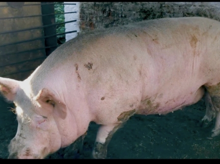 Велике, домашнє порося