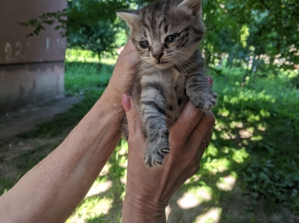 Віддамо кошенятко