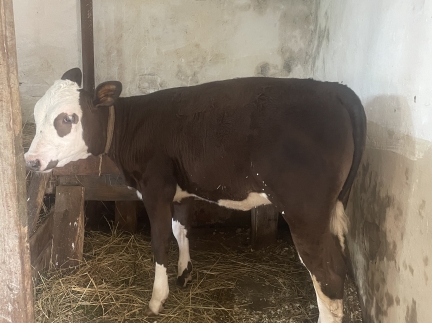 Чудова теличка 🐄