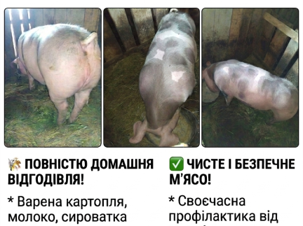 Продається свиня